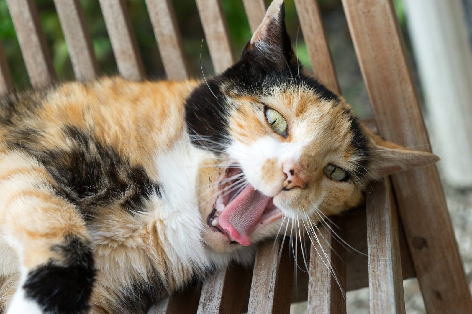 12622487 504796636369264 9060806173365320265 o